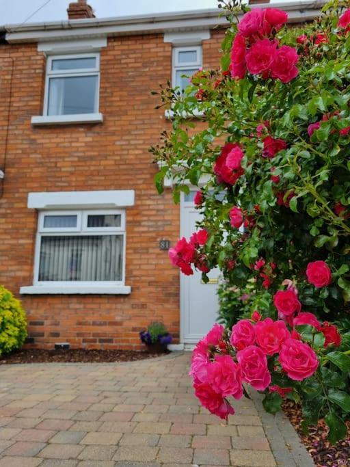 Darcy's Stopover Nitb Approved Hébergement de vacances Belfast